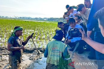 RI Govt pledges full support for flood-hit Aceh rice fields
