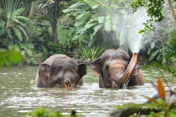 Tak ada lagi program gajah tunggang di Bali Zoo untuk patuhi SE Kemenhut
