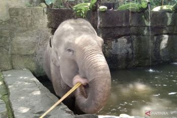 Tak ada lagi program gajah tunggang di Bali Zoo untuk patuhi SE Kemenhut