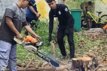 Pemkab Kepulauan Seribu telah pangkas ratusan pohon untuk jaga lingkungan