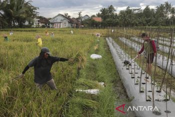 Penyediaan KUR pertanian tahun 2026
