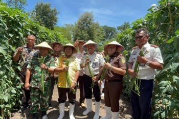 Ditjenpas NTT gelar panen raya komoditas pangan produktif di TTU