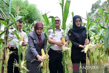Warga binaan di Sulawesi Selatan hasilkan 2,6 ton bahan pangan saat panen raya