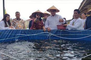 BRIN kembangkan inkubator telur ikan nila untuk percepat pembenihan