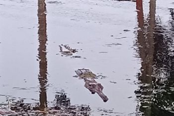 Buaya muara mucul dekat pemukiman di Tanjabtim