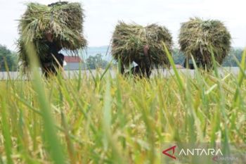 Menuju kemajuan bangsa sejati lewat swasembada pangan