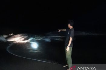 BKSDA NTB klarifikasi Hiu Paus terdampar di Pulau Satonda masih hidup dan selamat