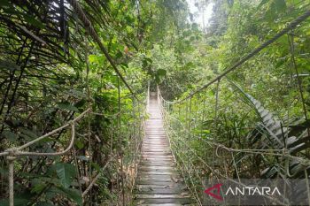 Kalimantan Timur berhasil pertahankan tutupan hutan tropis capai 62 persen