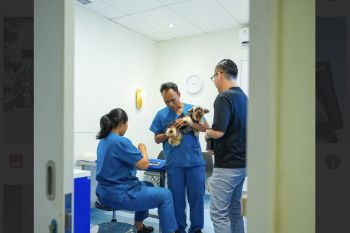 Budaya baru merawat hewan peliharaan dikalangan urban