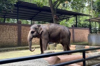 Organisasi Geopix temukan sejumlah satwa Bandung Zoo diduga stres