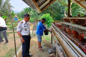 Lapas Lubuk Basung kembang peternakan ayam bertelur, 100 butir panen sehari (Video)