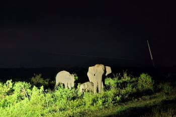 Tekan konflik gajah-warga, Pemda Lampung percepat bangun tanggul TNWK
