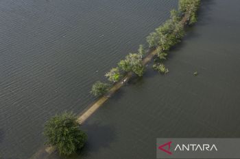 Banjir rendam 1.970 hektare sawah di Kudus