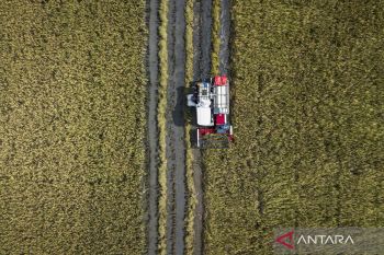 Menyambut panen raya 2026