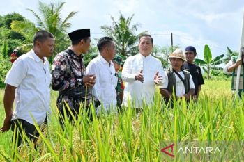 Tajuk ANTARA NTB - Surplus padi NTB dan tantangan menjaganya