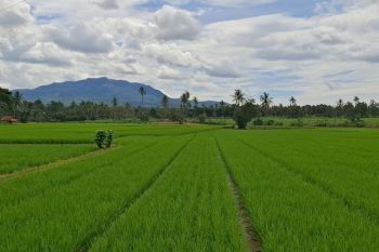 Bulog Lampung tercatat serap 202.564 ton panen gabah selama 2025