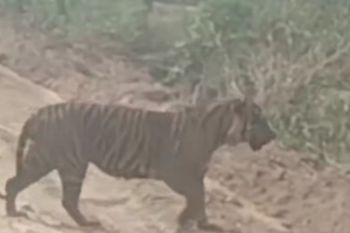 BBKSDA Riau giring anak harimau di Pelalawan kembali masuk ke dalam kawasan hutan
