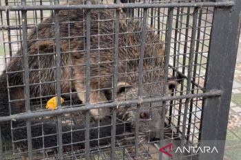 BKSDA Banten evakuasi Binturong yang masuk permukiman warga Serang