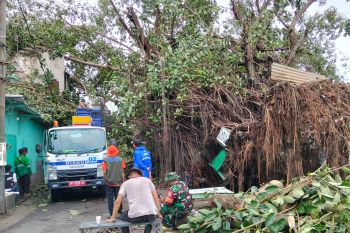 Hujan deras dan angin kencang dini hari picu pohon tumbang di Mataram