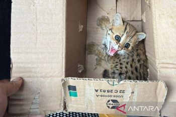 Kemenhut gagalkan perdagangan satwa liar dilindungi di Jateng