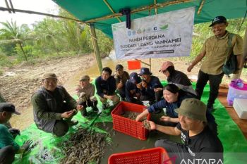 LPHD dabong panen perdana udang vaname di Kubu Raya