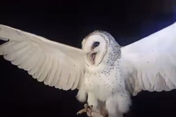 Pelaku penembakan burung Serak Jawa terancam hukuman satu tahun penjara