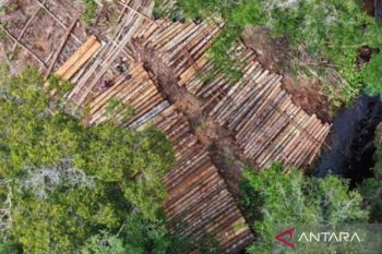 Ribuan kayu tanpa dokumen ditemukan di Hutan Desa Ulak Medang Ketapang