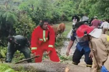 Mahasiswa tewas tertimpa pohon tumbang saat cuaca ekstrem di Bima