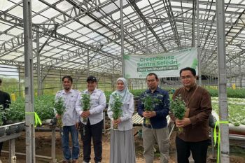 UPZDK PermataBank Syariah-Dompet Dhuafa panen raya seledri hidroponik