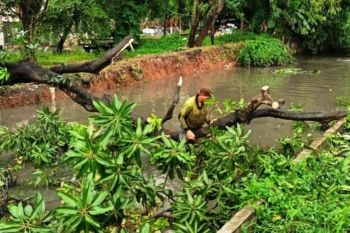 Sejumlah pohon tumbang di Jakarta Barat imbas hujan deras