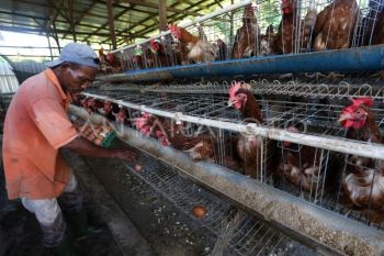Pembangunan peternakan ayam didanai Danantara dimulai 28 Januari