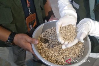 Babel ekspor 1,37 ribu ton lada putih ke lima negara