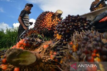 POPSI soroti potensi dampak dari usulan pajak sawit bagi petani