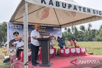 Sigi pastikan pangan berkualitas melalui panen raya