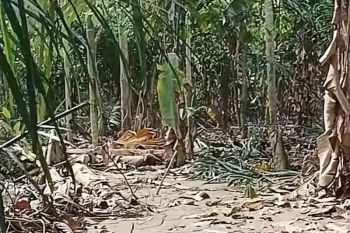 BPBD: 1.479 hektare ladang di Aceh Timur gagal panen akibat banjir