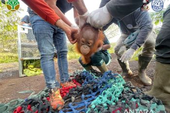 BKSDA--YIARI selamatkan bayi orangutan di kebun sawit Ketapang Kalbar