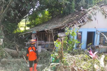 Tujuh orang terluka tertimpa pohon akibat angin kencang di Jember