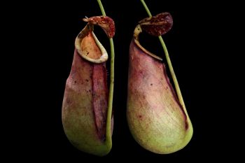 Peneliti ungkap spesies baru Nepenthes dari Kalbar, terpantau awal via medsos