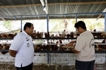 Lapas Gorontalo kembangkan bidang peternakan bagi warga binaan