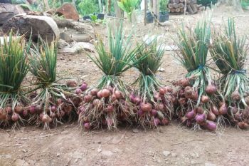 Wujudkan instruksi Megawati Soekarnoputri, Devi Suhartoni pacu sentra bawang merah di Musi Rawas Utara