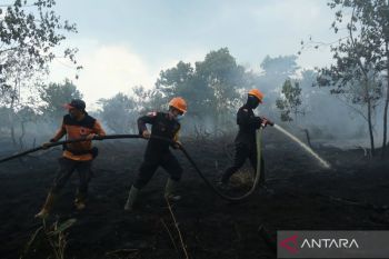 BNPB: Karhutla di Ketapang Kalbar hanguskan 14,3 hektare lahan mineral