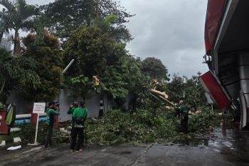 Pertamina Patra RJBB cepat tangani pohon tumbang di SPBU 34.104.02 Jakpus