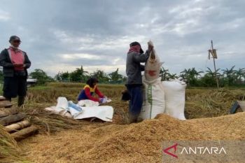 Bulog Bogor serap 435 ton gabah petani sesuai HPP Rp6.500