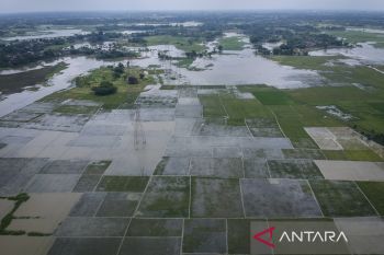 Ratusan hektare sawah terendam banjir di Kabupaten Tangerang