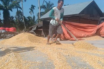 Petani di Palembayan Agam siap beralih ke tanam jagung