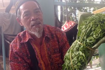 Petani Lebak suplai daun pakis dan rebung ke Jakarta