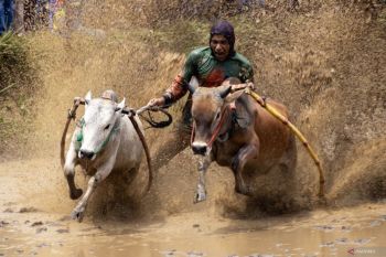 Tanah Datar siapkan sejumlah agenda wisata untuk bangkit pascabencana banjir
