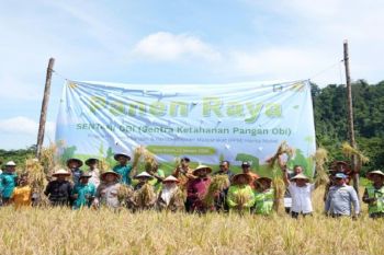 Pemkab Halsel perkuat ketahanan pangan lewat panen raya