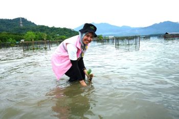 PLN Lampung tanam 33.000 mangrove guna dorong keberlanjutan pesisir