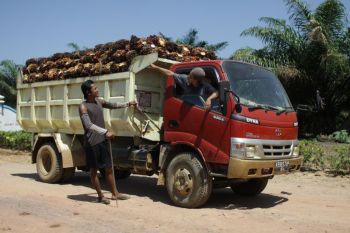 PalmCo serap 3,25 juta ton TBS petani sawit selama 2025